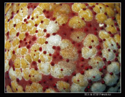 Seastar detail (Culcita schmedeliana). Canon G9 & Inon D2... by Bea & Stef Primatesta 